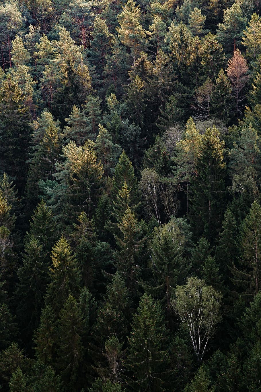 green, forest field, daytime, autumn, black, forest, gray, pines, trees, wood