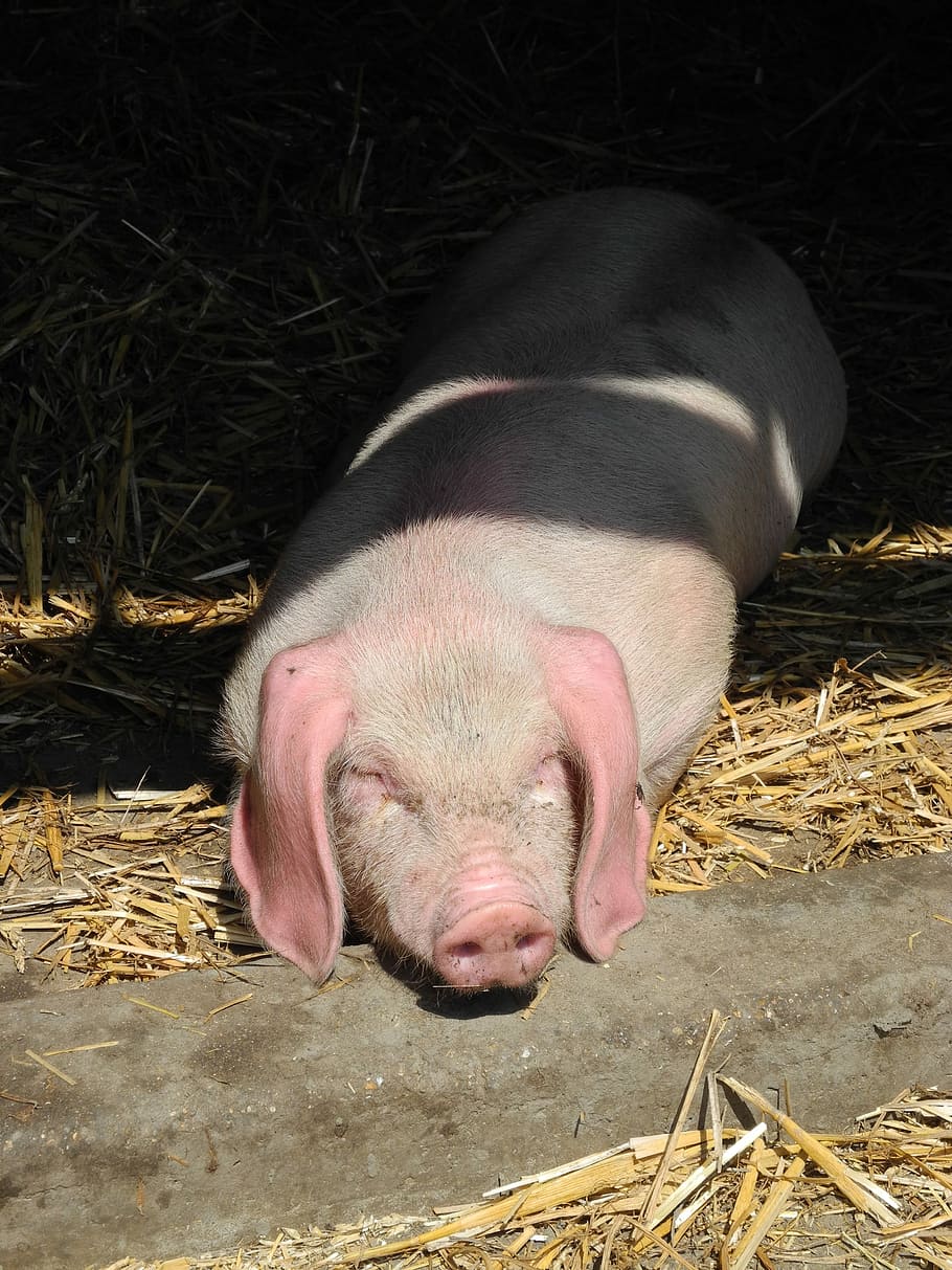 Piglet, Pig, Farm, pig, farm, livestock, hay, straw, animal themes, mammal, animal