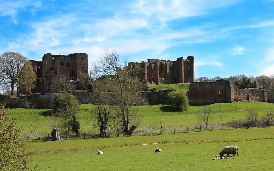 sheep, eating, grass, building, daytime, castle, kenilworth, kenilworth castle, old, medieval