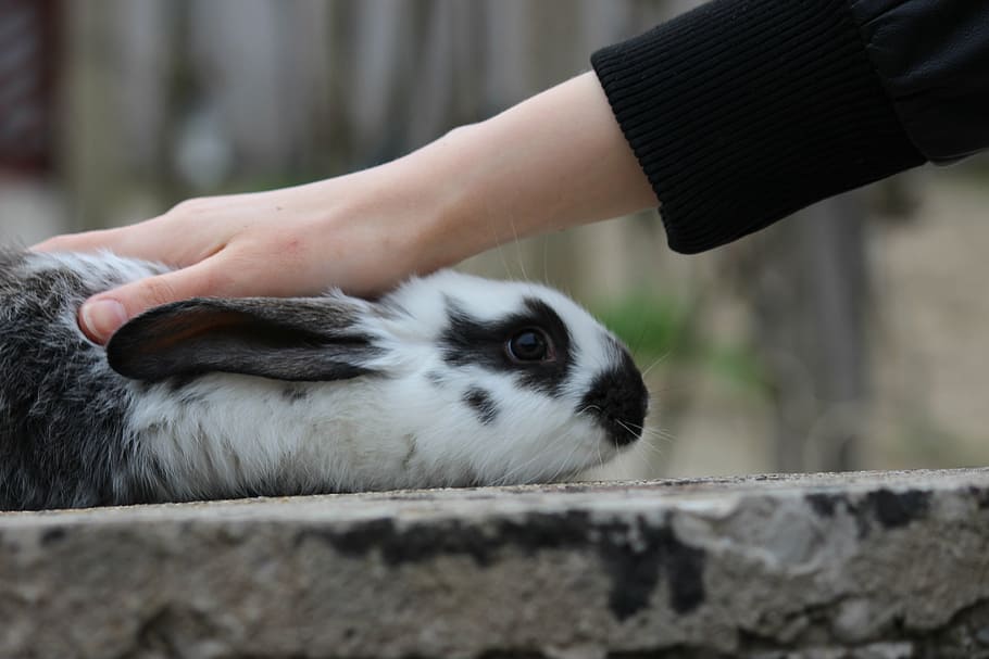 person petting, white, gray, rabbit, bunny, one animal, mammal, human hand, domestic, pets