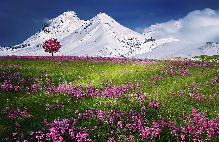 Rosa, campo de flores, solo, árbol, fondo, montaña nevada, increíble, hermosa, belleza, azul