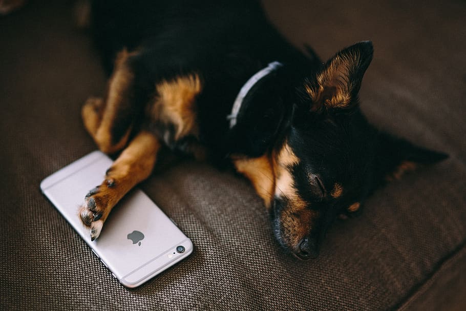 tecnologia, cachorro, animal de estimação, telefone, celular, cachorrinho fofo, dormir, dormindo, adorável, cachorrinho