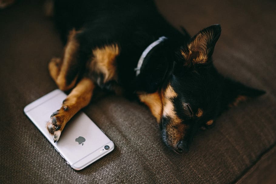 眠っている, 子犬, で眠っている, iPhone 6, 技術, iphone, 犬, ペット, 電話, モバイル