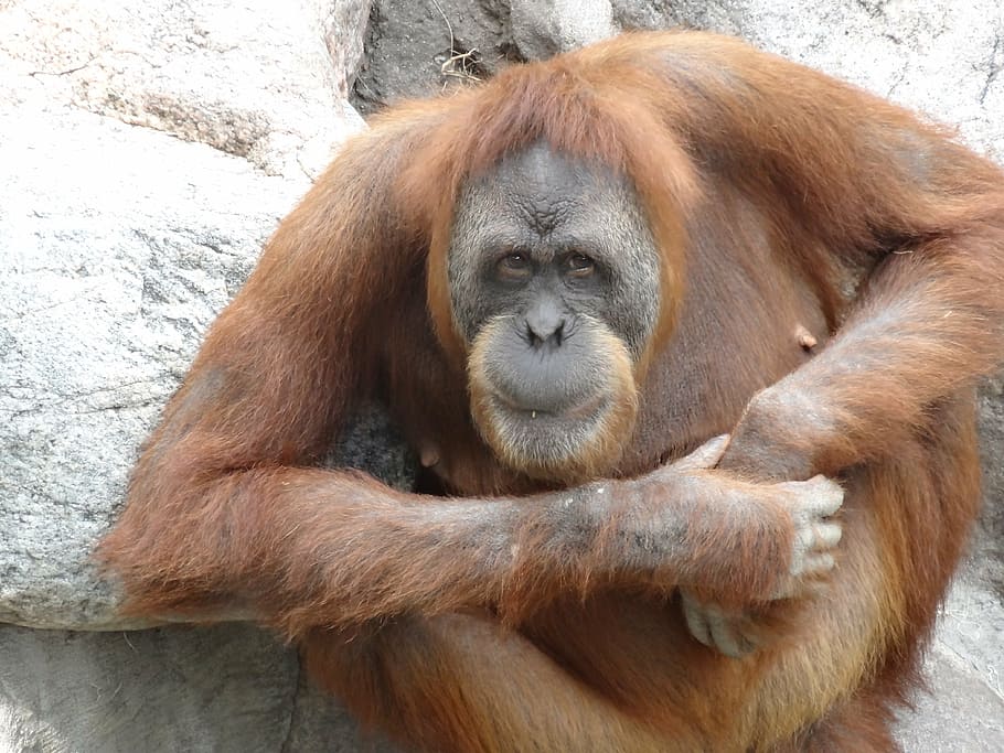 orangután, zoológico, mono, primate, naturaleza, naranja, marrón, Temas de animales, animal, un animal