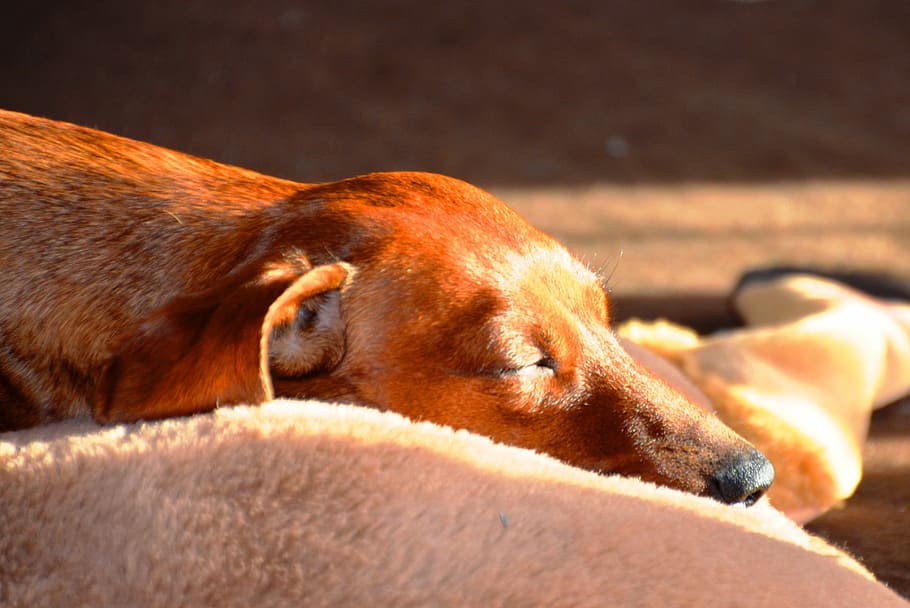 Dachshund, Sleep, Dog, one animal, animal themes, close-up, eyes closed, relaxation, canine, mammal