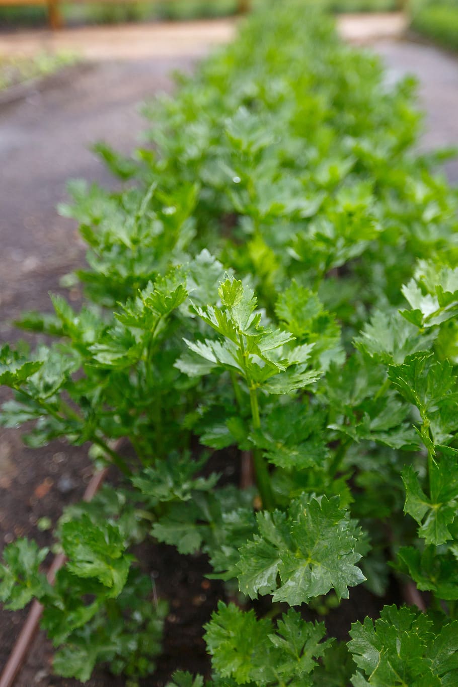 parsley, garden, green, plant, green color, food and drink, food, vegetable, healthy eating, freshness