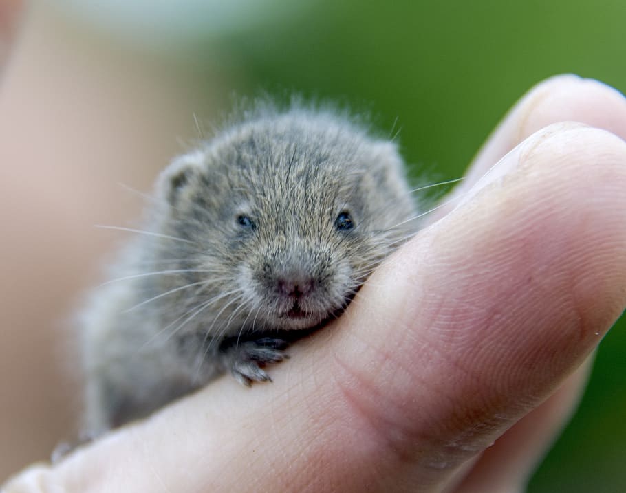 shallow, focus photography, four, legged, animal, vole, rodents, hamster, animals, fingers