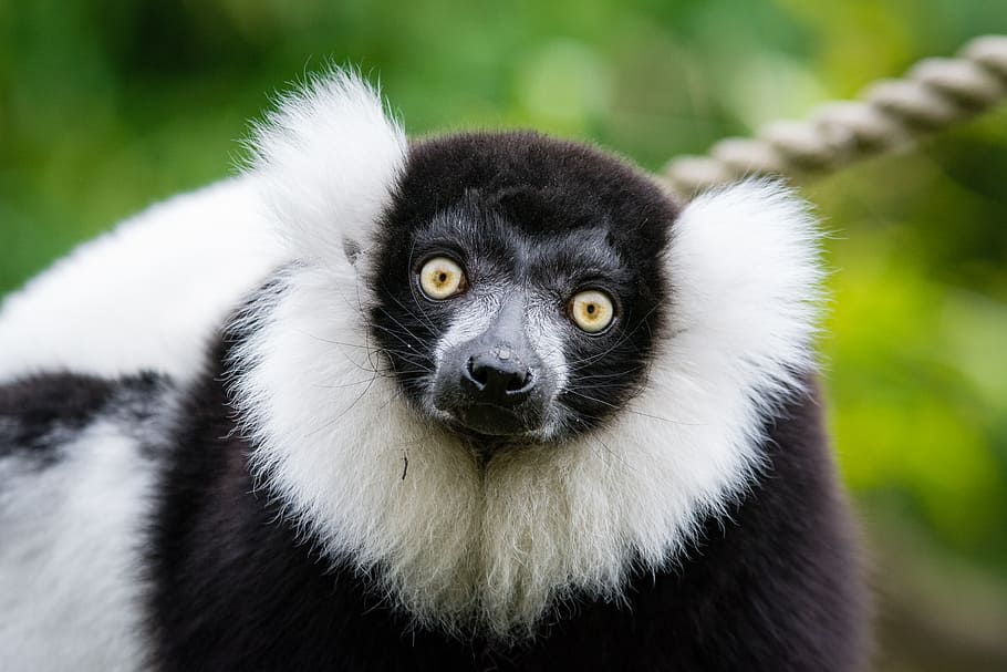 Black, White, Ruffed Lemur, animal, daytime, animal themes, one animal, mammal, animal wildlife, animals in the wild