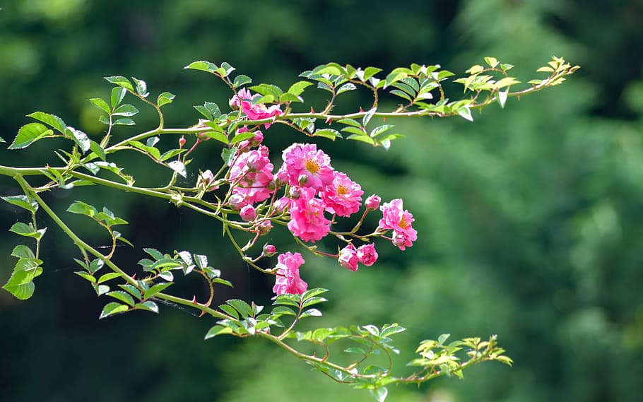 rosebush, pink, flower, pink rose, branch, garden, plant, flowering, flowering plant, freshness