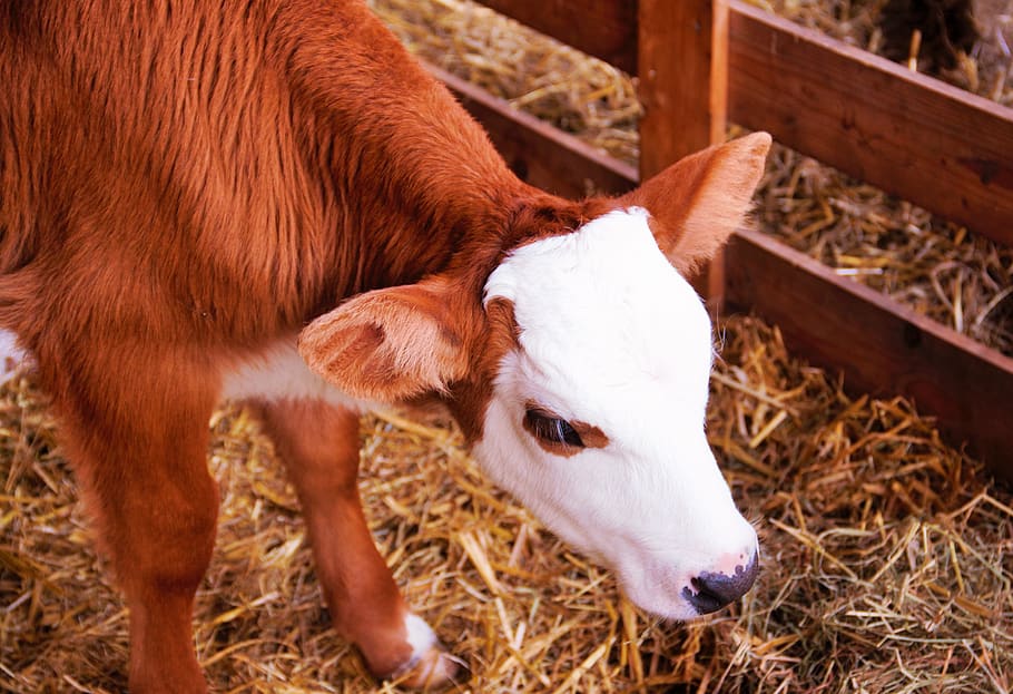 calf, baby, cow, animal themes, animal, livestock, mammal, pets, domestic animals, domestic