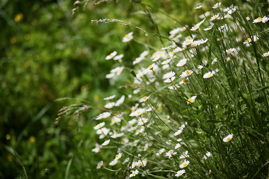 bunga, alam, padang rumput, bidang, bunga kecil, putih, bunga putih, harum, alami, sayang