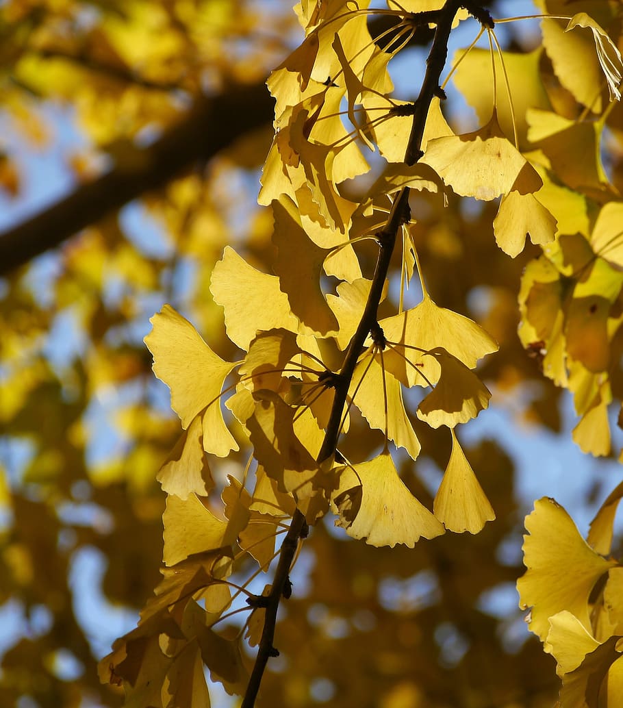 yellow leaves, gingko tree, maidenhair tree, blue sky, huang, green, branch, vein, late autumn, leaf