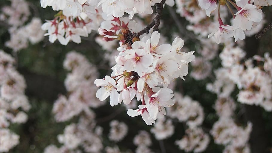 cherry, yoshino cherry tree, spring in japan, tree, nature, branch, pink Color, springtime, petal, flower Head
