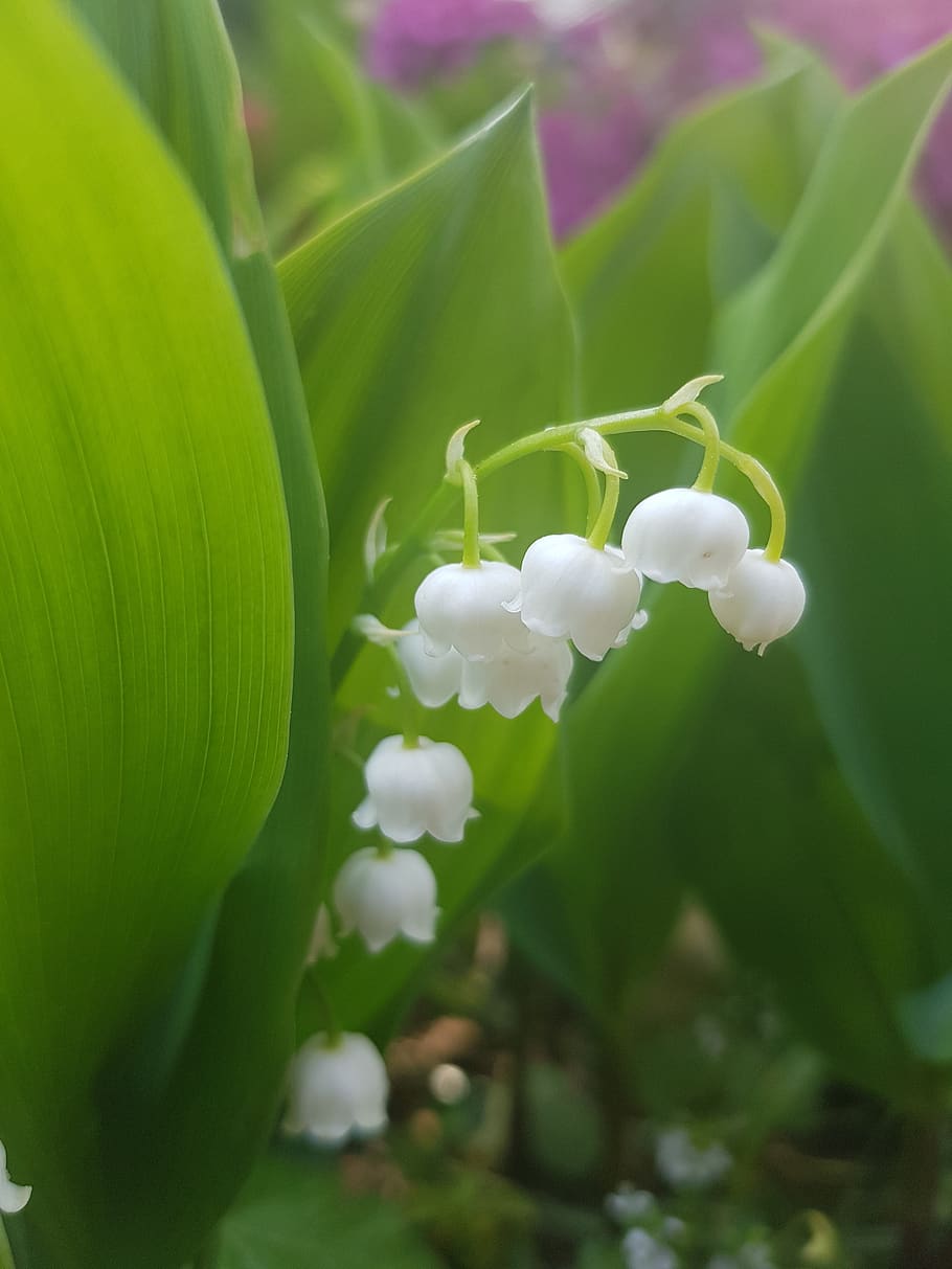 lily of the valley, may, spring, nature, flowers, leaves, plant, flower, growth, beauty in nature