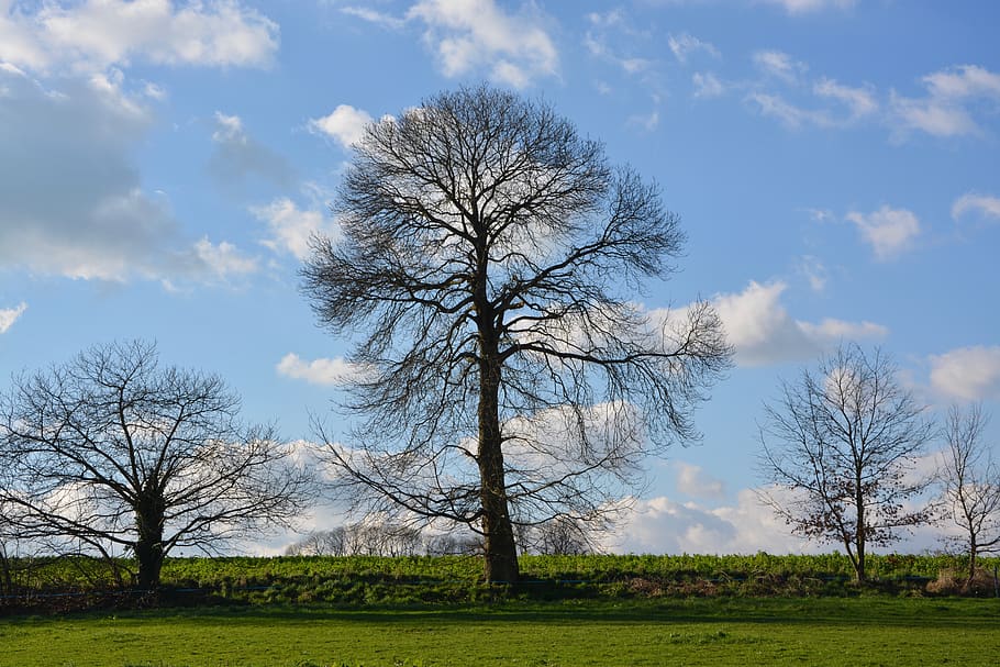 tree, bare tree, tree without leaves, season yesterday, nature, landscape, panoramic views, cloudy blue sky, sky, plant