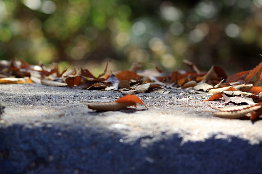 leaves, autumn, stairs, the leaves, deciduous, nature, season, forest, autumn leaves, brown