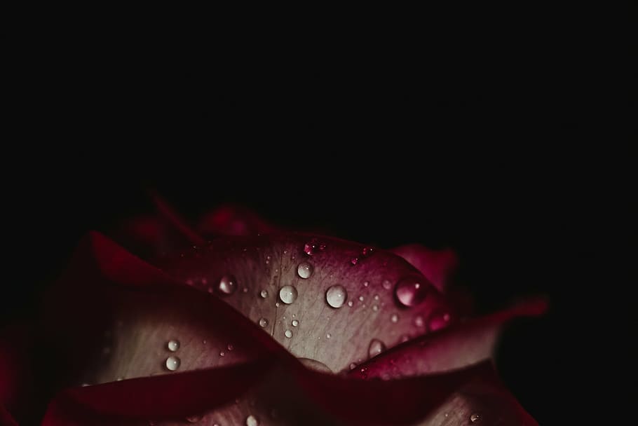rosa, flor, fotografia de lente macro, plantas, haste, pétalas, decoração, escuro, lavanda, água
