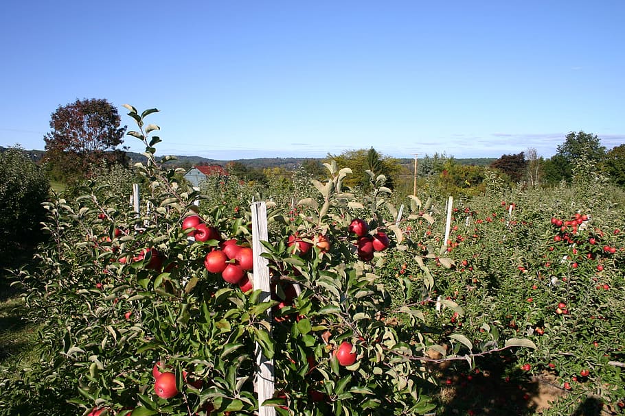 apple orchard, apple blossom, apple tree, nature, tree, landscape, tree fruit, sky, red, plants
