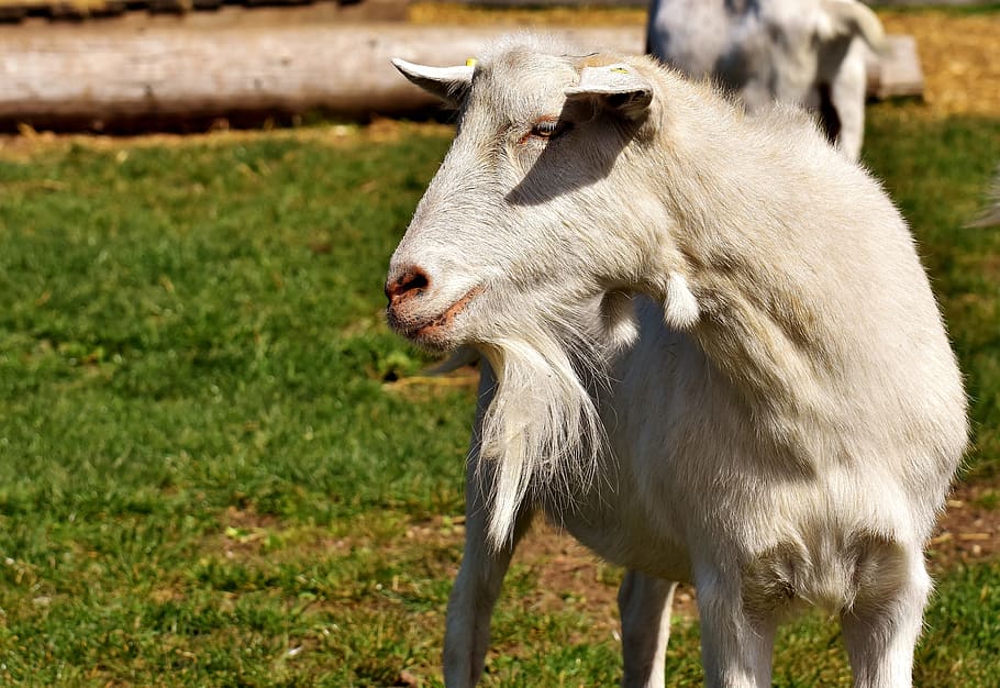 billy goat, goats, animal, farm, good aiderbichl, sanctuary, satisfied, iffeldorf, in the case of commercial use, approval