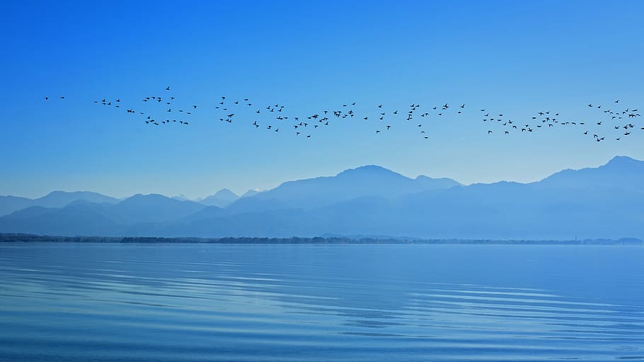 silhouette, flock, birds, flying, calm, body, water, daytime, landscape, chiemsee