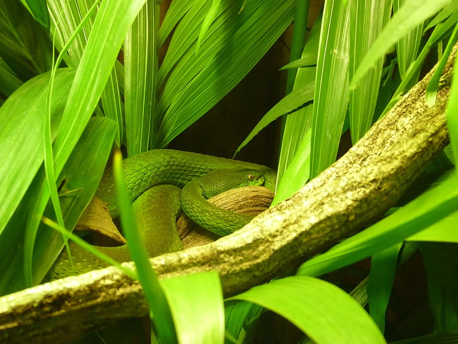 verde, serpiente, follaje, color verde, planta, fauna animal, hoja, temas de animales, reptil, naturaleza