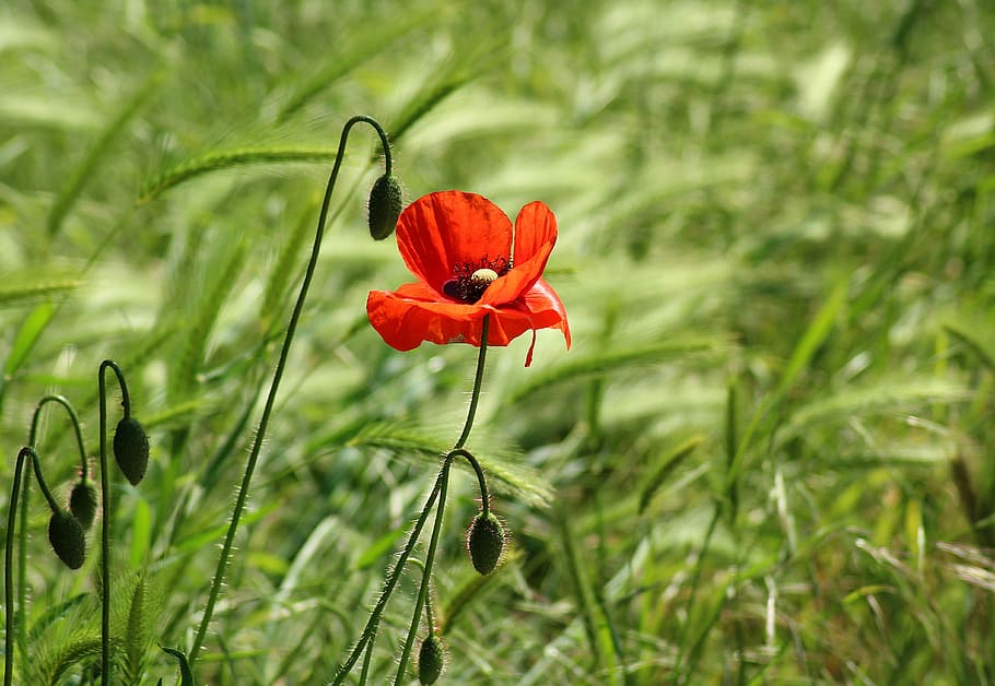 selective, focus photography, red, poppy flower, poppy, wildflowers, poppy field, meadow, blooming poppies, plant