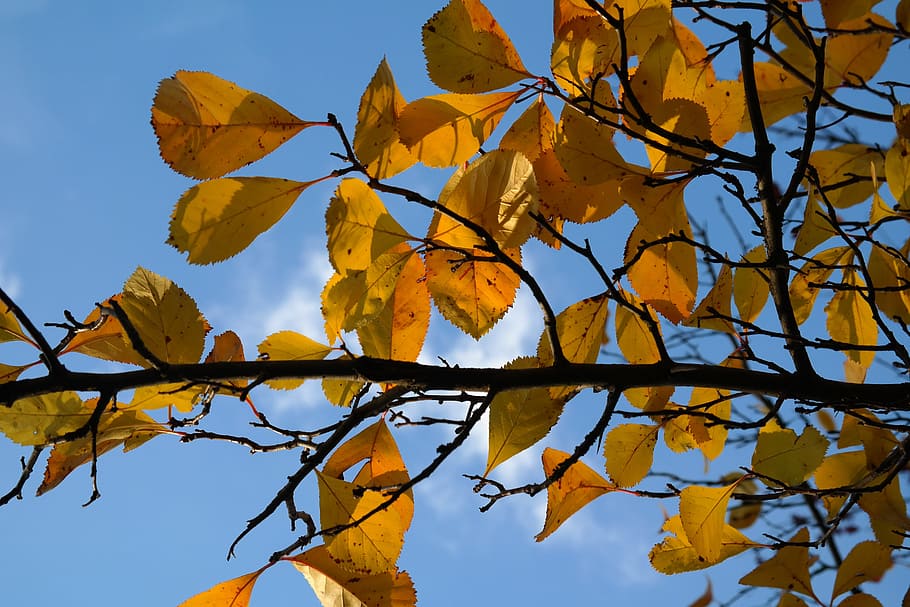 hojas, rama, amarillo, otoño, follaje de otoño, cielo, coloración, ramas, color de otoño, dorado