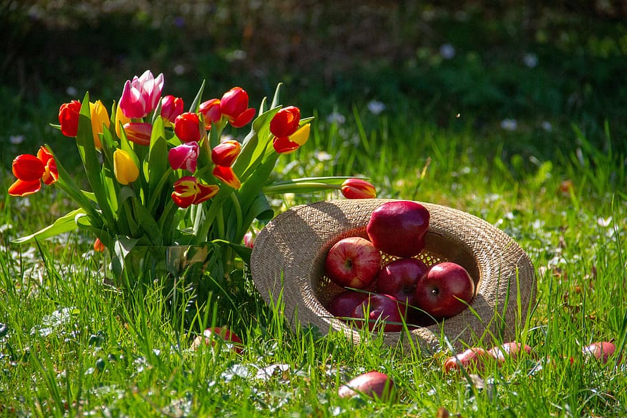 verde, rojo, flores, manzana, flor, tulipanes, fruta, naturaleza, hierba, prado