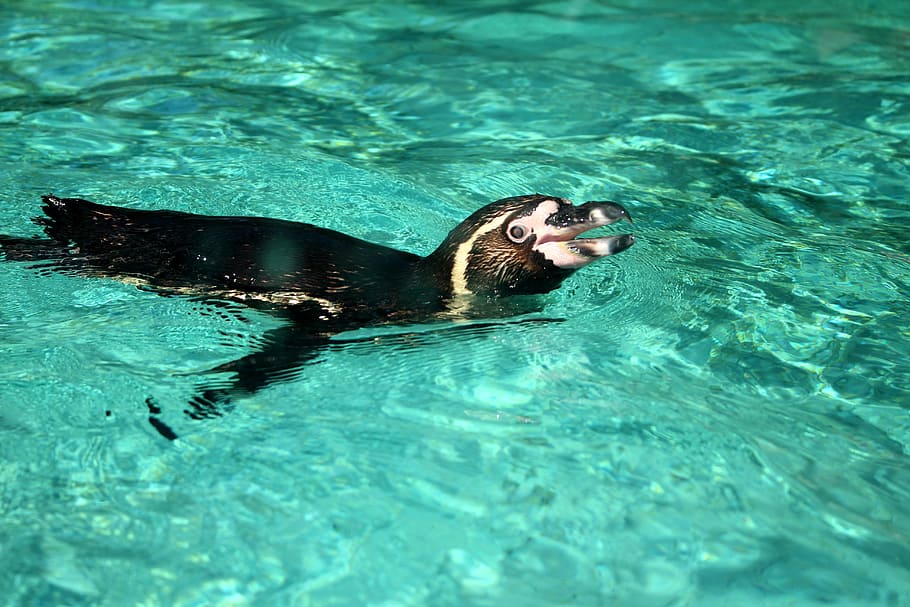 Penguin, Animal, Wildlife, Nature, Cute, zoo, marine, swimming pool, water, swimming