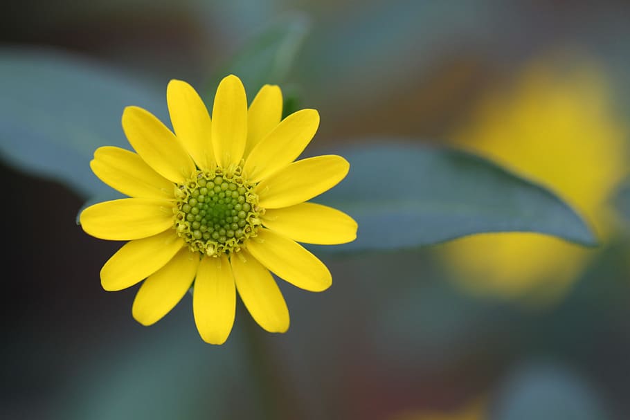 amarillo, foto de enfoque selectivo de dalia de un solo pétalo, flor, floración, macro, jardín, flores, planta, estrella, naturaleza