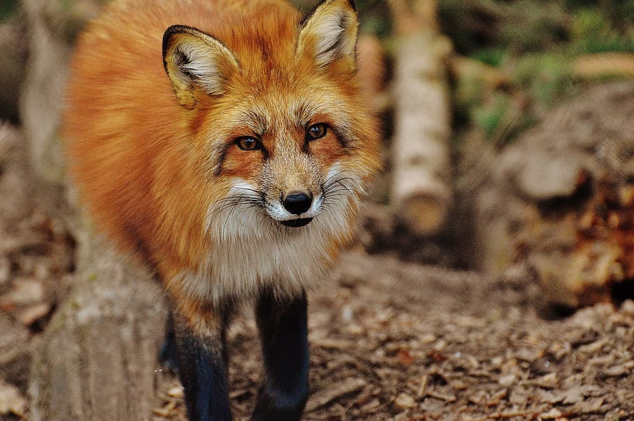 wildlife photography, red, fox, fuchs, wildpark poing, animal, nature, animal world, animal portrait, mammal