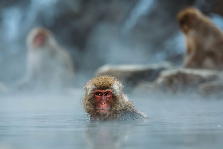 selective, photography, red-faced, monkey, body, water, animals, macaque, macro, monkeys