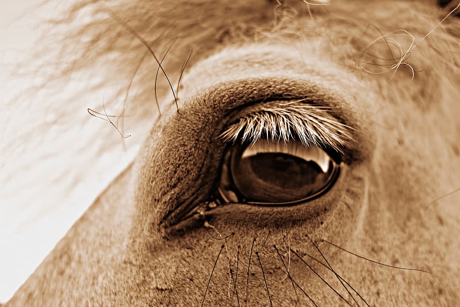 closeup, animal face, left, eye, horse eye, head, horse head, equine, lashes, animal themes