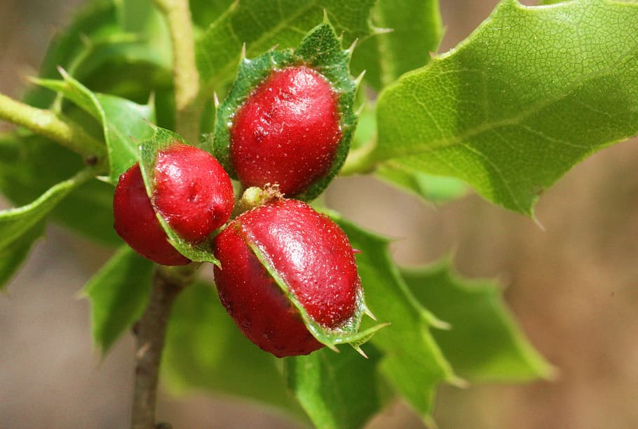 kermes oak, cochineal, scrubland, fruit, red, nature, leaf, ripe, food, freshness