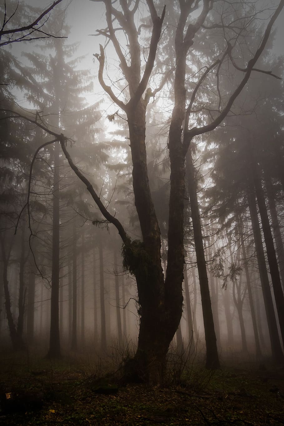 forest during daytime, wood, frightening, forest, nature, critter, fog, mystic, winter, trees