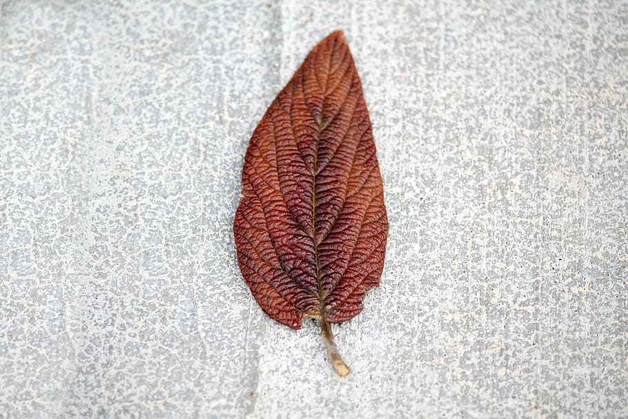 Листьев жив. Обои Concrete Leaf. Панно листики на бетонном фоне. Жилы листа. Бетонные листья для презентации.