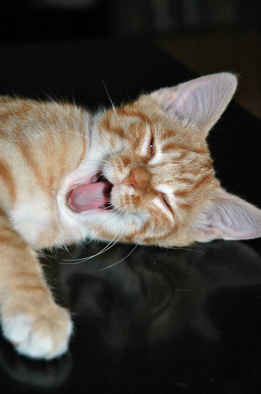 cat, kitten, tired, yawn, tongue, mammal, domestic, animal themes, feline, pets