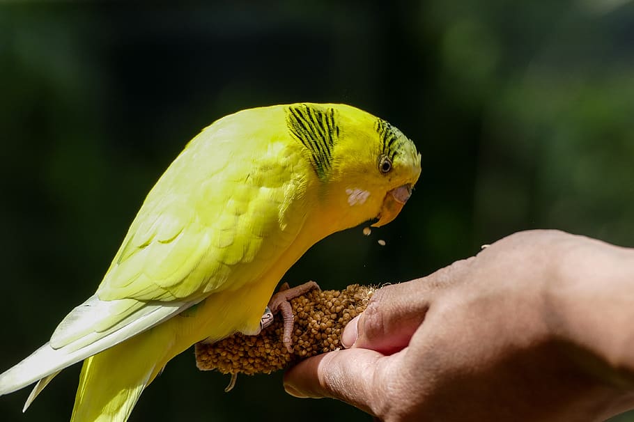budgie, parrot, bird, animal, parakeet, plumage, yellow, zoo, trustful, feed
