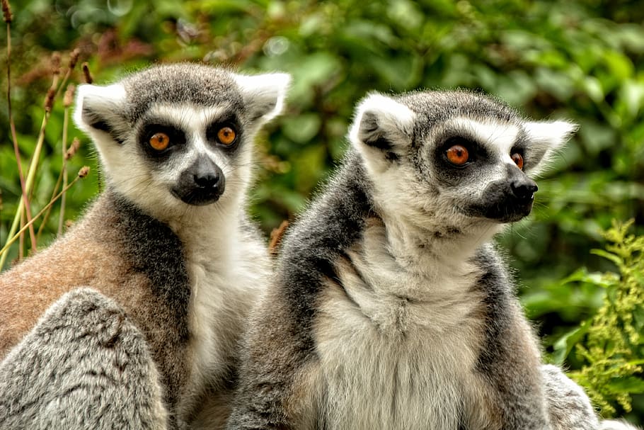 ring tailed lemur, lemur catta, lemur, ape, prosimians, primates, madagascar, wild animal, curious, watch
