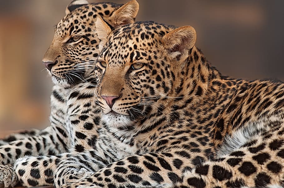 two reclining leopards, leopard, cub, rosettes, pardus, nature, africa, carnivore, cat, eyes