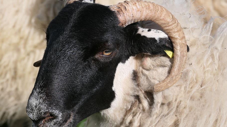 aries, sheep, animal, horns, ram, wool, livestock, head, black, horn |  Pxfuel