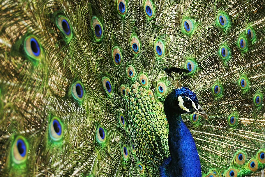 shallow, focus photography, peacock, bird, blue, nature, royals, palace, green, peacock feather