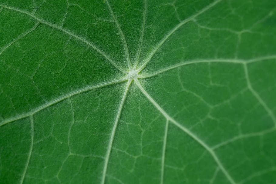 leaf, kohlrabi leaf, green, green leaf, garden, nature, close up, leaf structure, leaf veins, plant