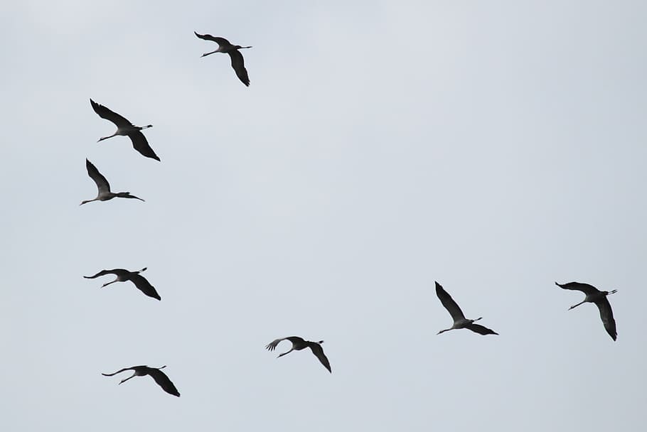 low, angle photography, flock, flying, geese, cranes, flock of birds, migratory birds, birds, animal