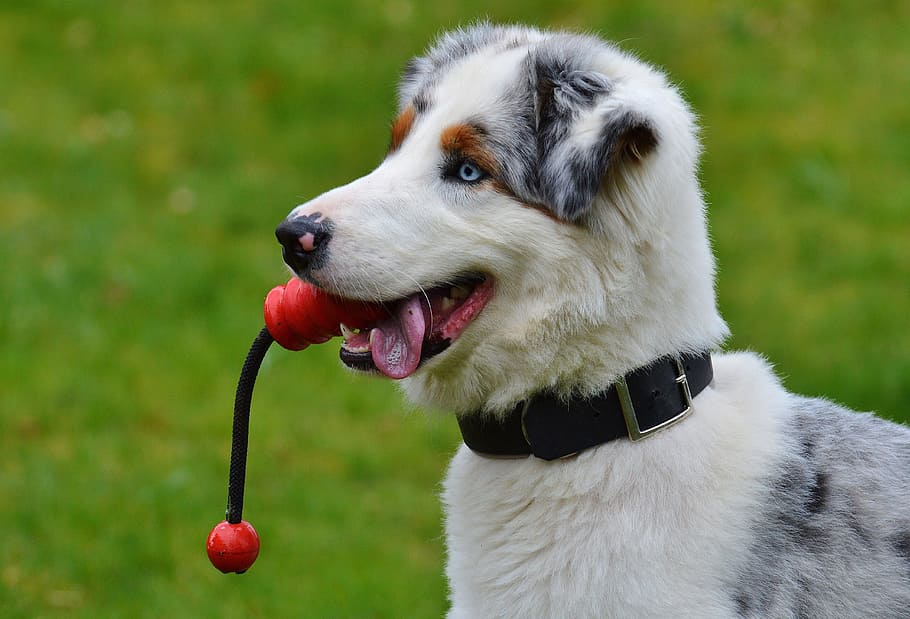 australian shepherd, biting, rope, daytime, dog, young, play, playful, cute, playing dog