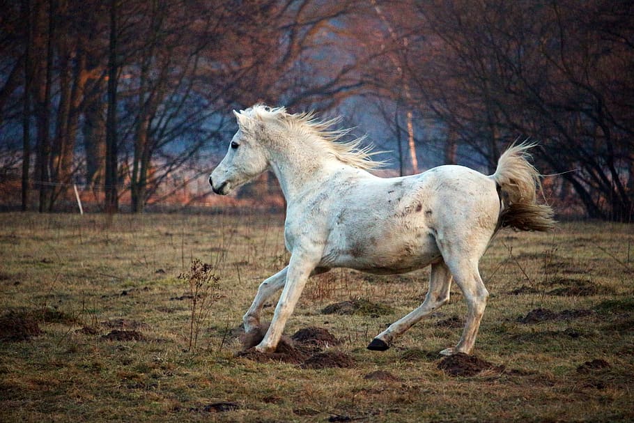fotografia, branco, cavalo, corrida, molde, galope, árabe puro-sangue, pasto, rebanho, temas de animais
