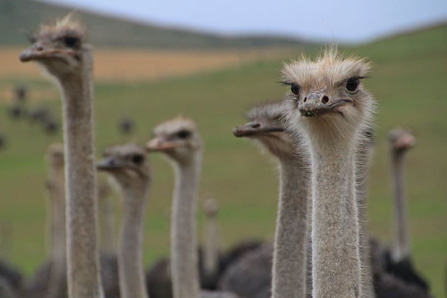 flock of ostrich, bouquet, bird, flightless bird, head, feather, portrait, wildlife photography, bill, africa
