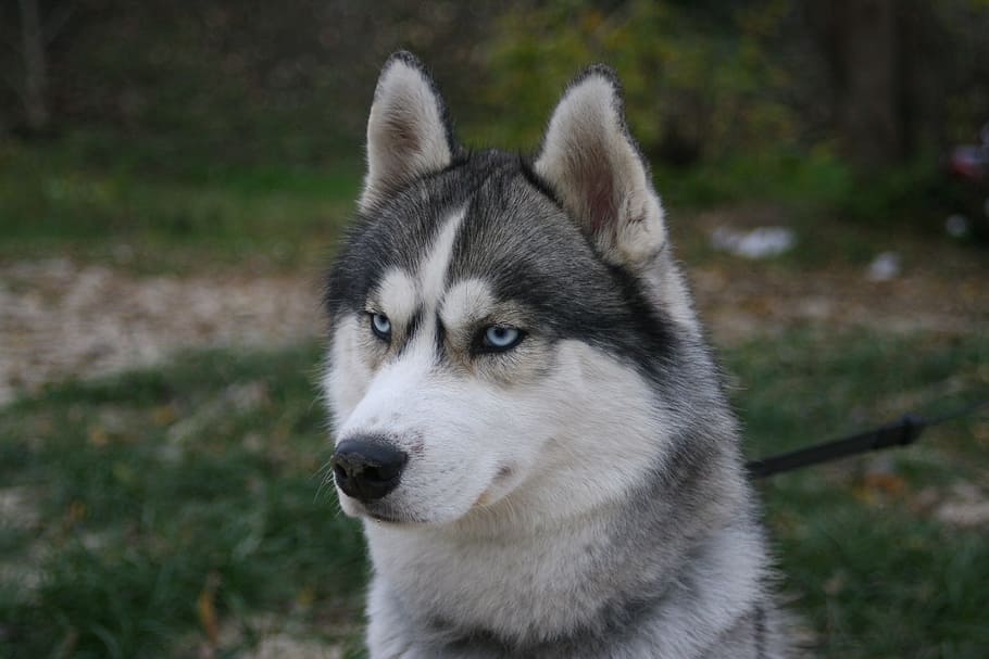 selective, focus photography, white, gray, siberian, husky, blue eyes, breeds of dogs, dog, animal