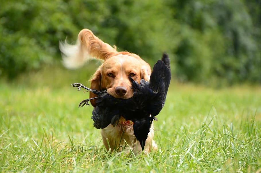 golden, retriever, carrying, black, bird, walking, grass field, daytime, retrieve, dog