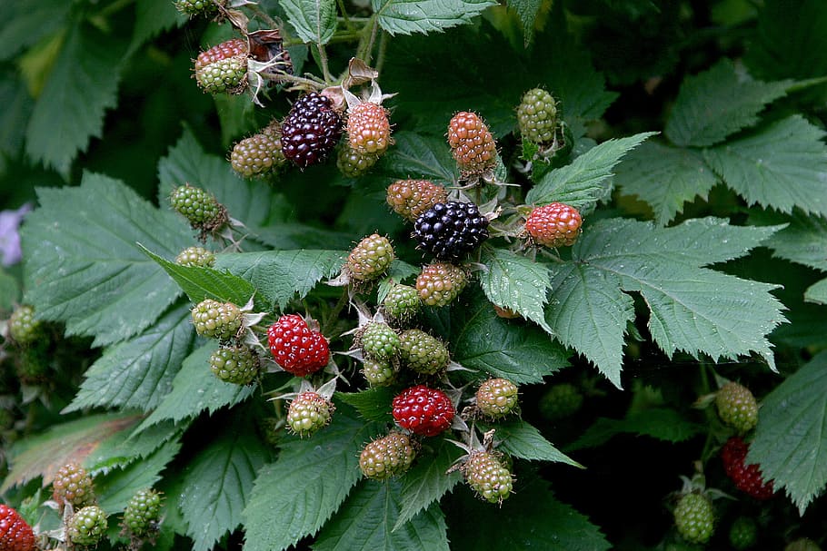 blackberries, berries, ripening, fruit, leaf, leaves, sweet, organic, delicious, tasty